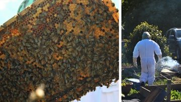Beekeeping introduced to Bridport care home